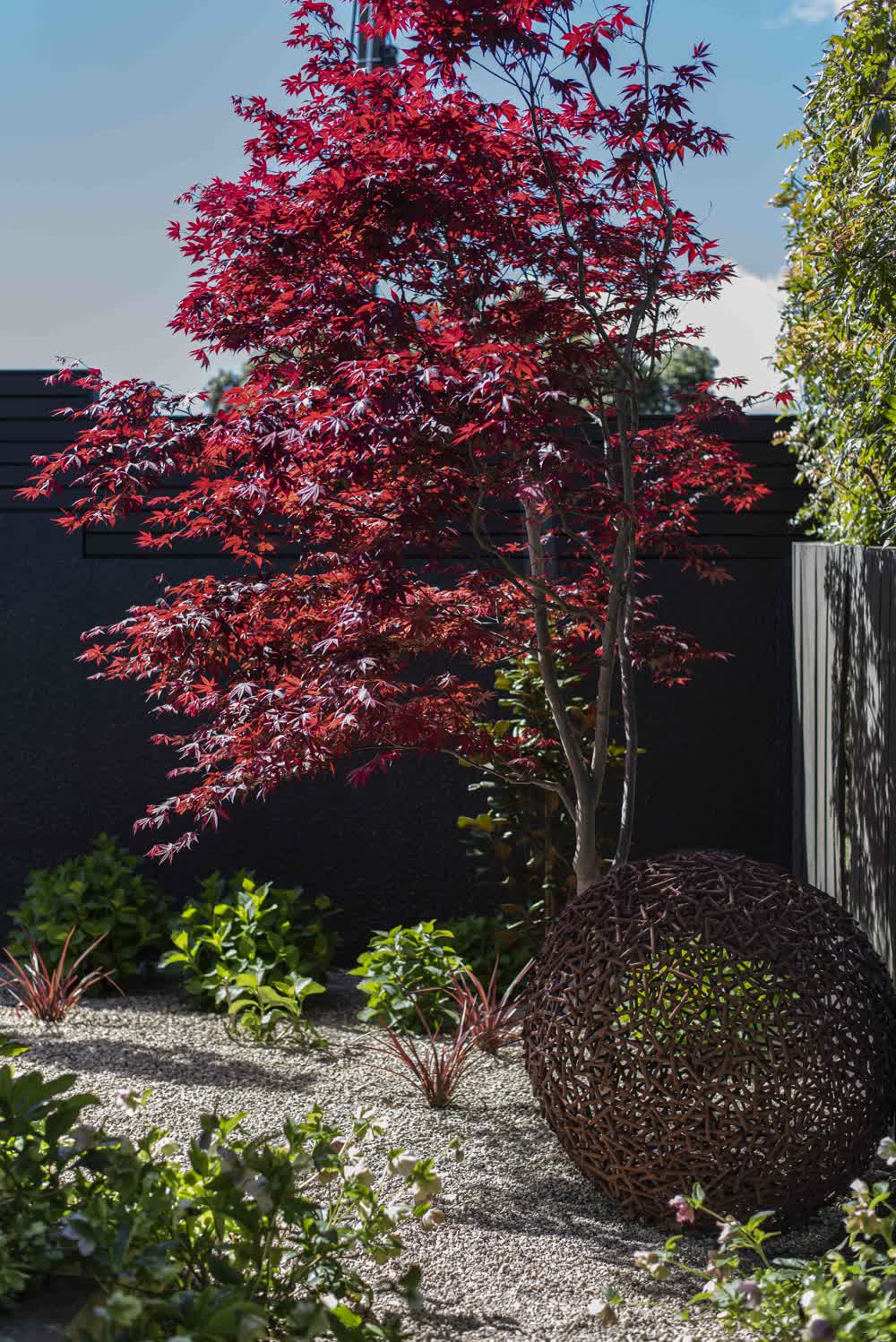 Gravel garden with Japanese maple and sculpture focal point
